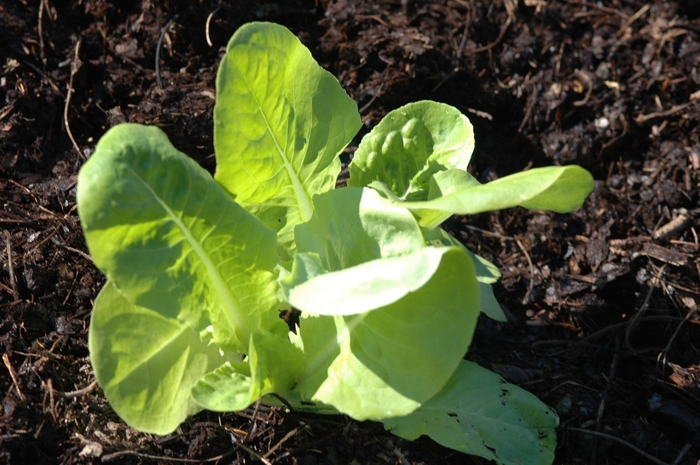 'Buttercrunch' Lettuce - Lactuca sativa from Bloomfield Garden Center