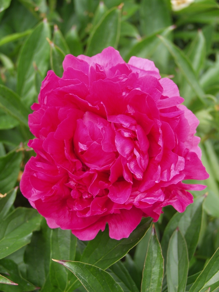 Paeonia lactiflora | Felix Supreme | Bloomfield Garden Center