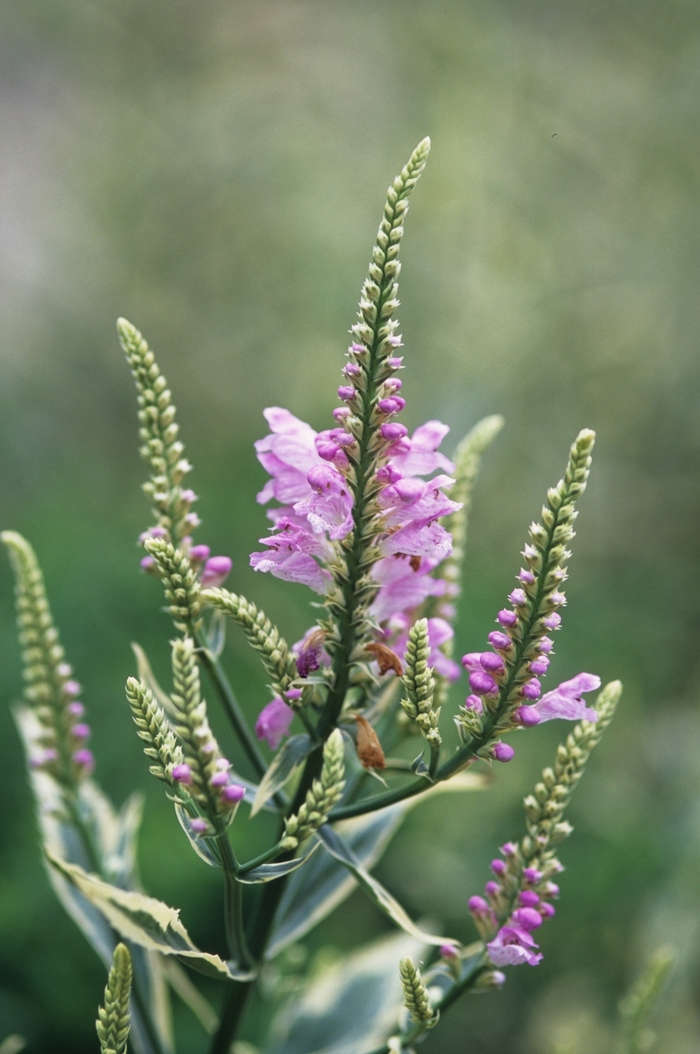 'Variegata' Obedient Plant - Physostegia virginiana from Bloomfield Garden Center