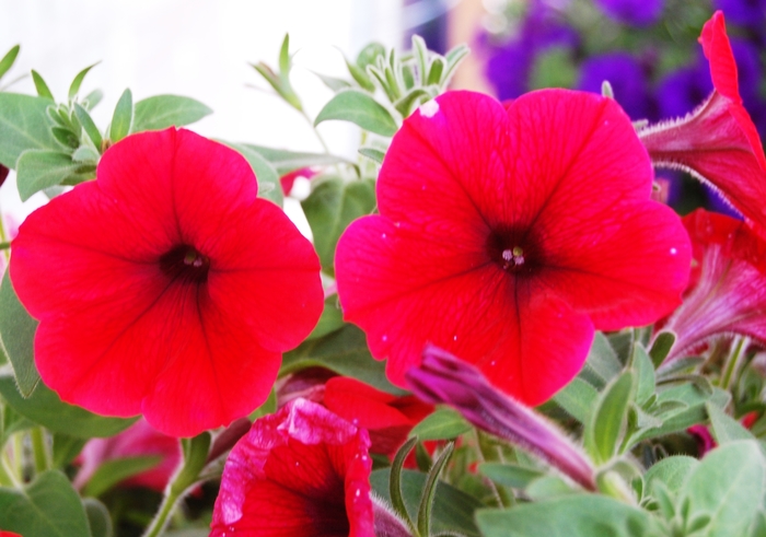 ''Surprise Hot Red'' - Petunia from Bloomfield Garden Center