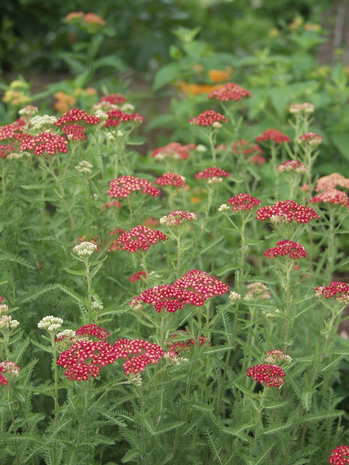 'Paprika' Yarrow - Achillea millefolium from Bloomfield Garden Center