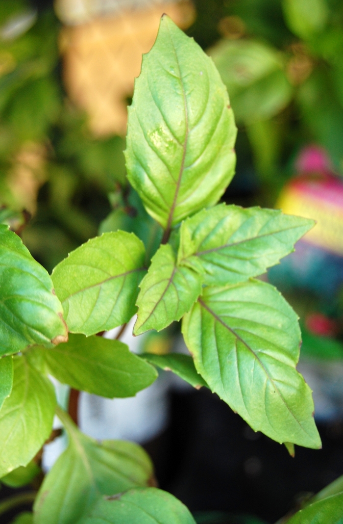 'Cinnamon' Basil, Cinnamon - Ocimum basilicum from Bloomfield Garden Center