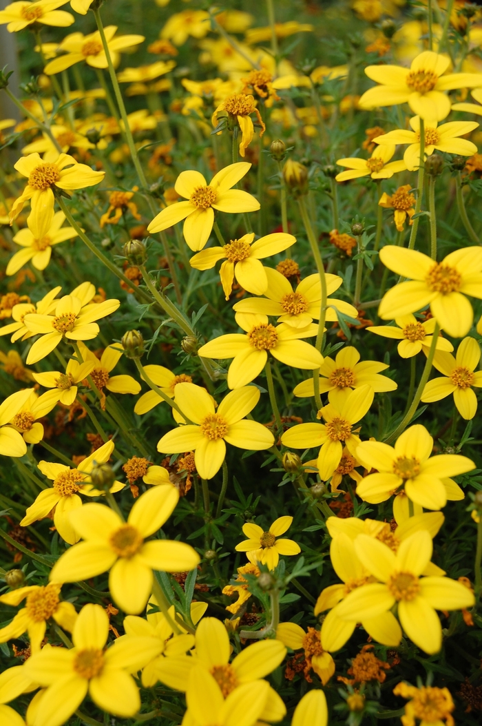 Bidens | Sun Drop Compact | Bloomfield Garden Center