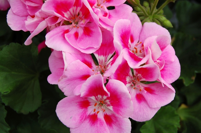 Geranium - Zonal | Tango Light Pink | Bloomfield Garden Center