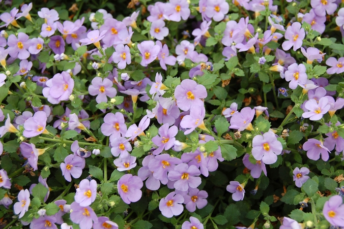 Calypso™ ''Jumbo Deep Lavender'' - Sutera cordata (Bacopa) from Bloomfield Garden Center