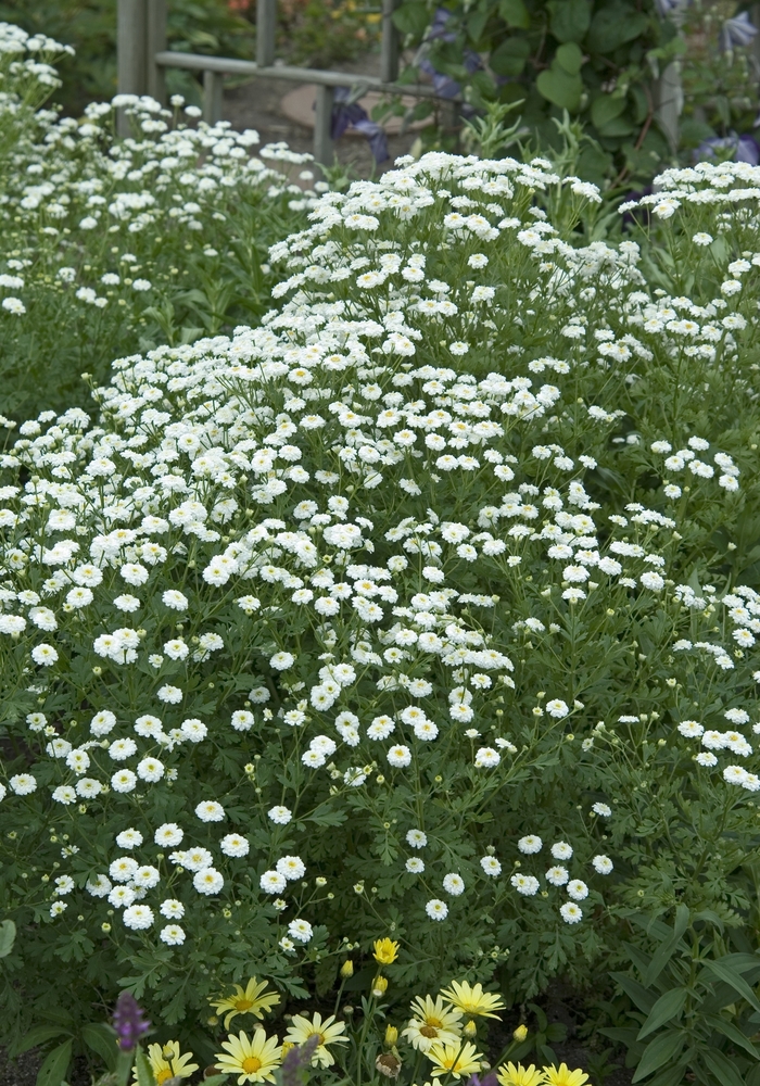 'Snowball' Feverfew - Tanacetum parthenium from Bloomfield Garden Center