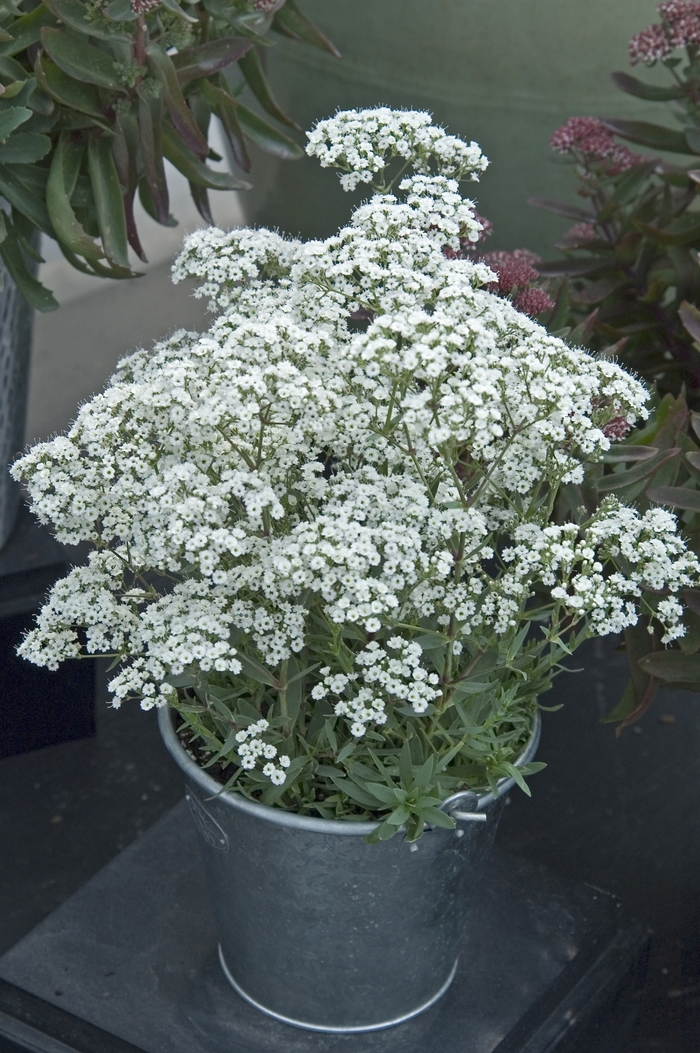 ''Festival Star™'' Hardy Baby''s Breath - Gypsophila paniculata from Bloomfield Garden Center