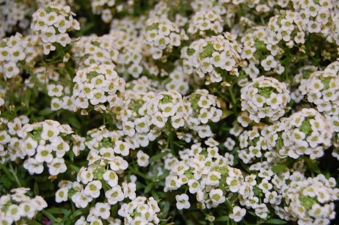 'Giga White' Alyssum - Lobularia maritima from Bloomfield Garden Center