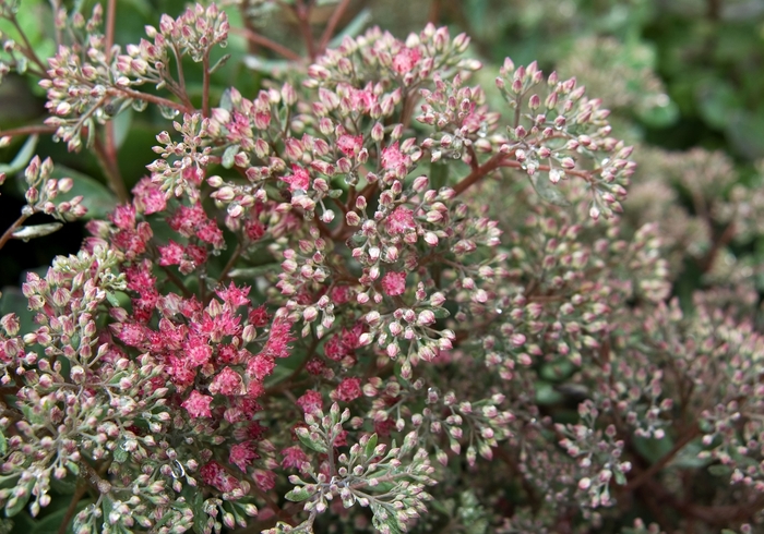 'Rosy Glow' Stonecrop - Sedum from Bloomfield Garden Center