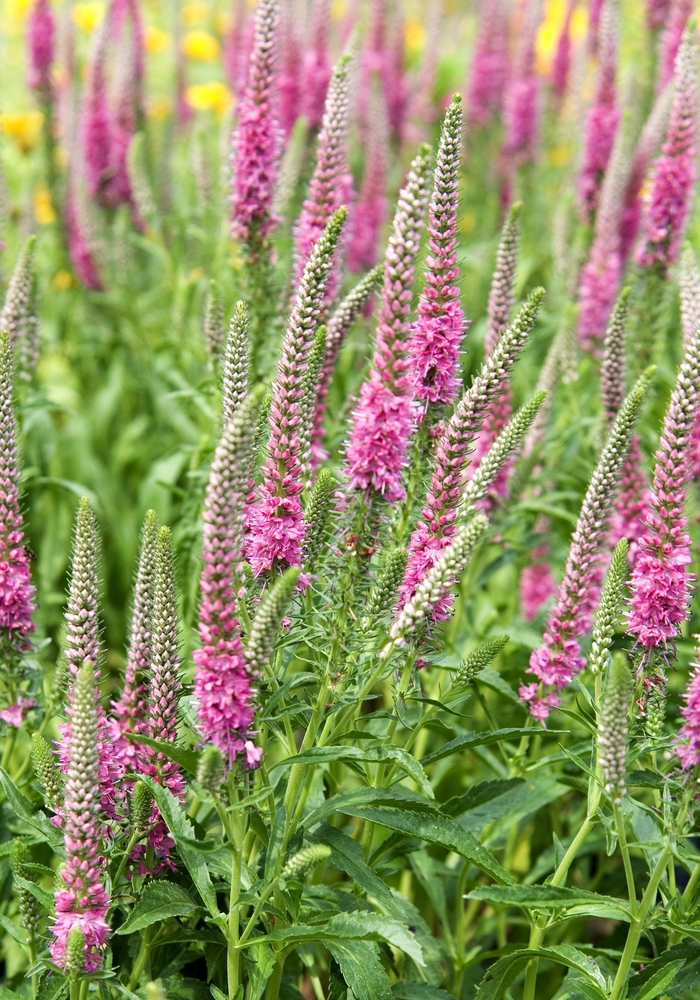 'Red Fox' Speedwell - Veronica spicata from Bloomfield Garden Center