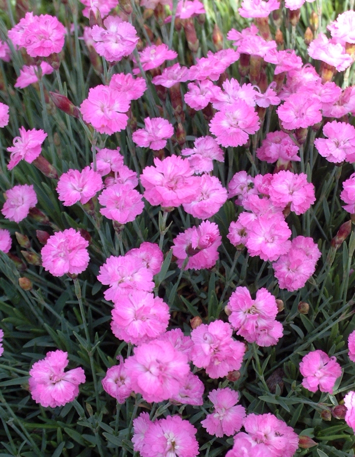 'Tiny Rubies' Cheddar Pinks - Dianthus gratianapolitanus from Bloomfield Garden Center