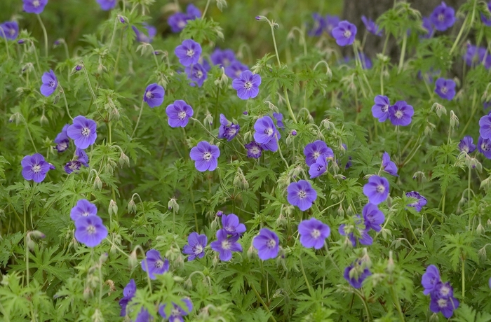 'Brookside' Cranesbill - Geranium from Bloomfield Garden Center