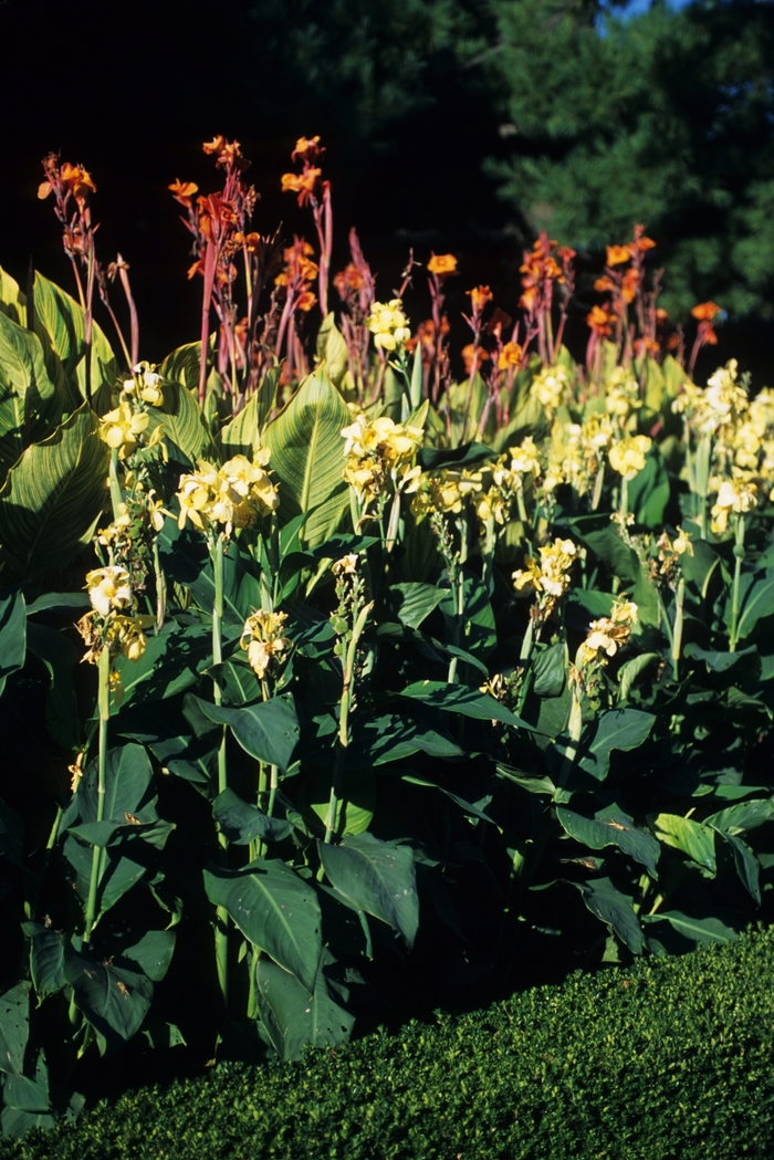 Assorted, Canna Lily - Canna from Bloomfield Garden Center