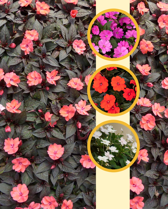 SunPatiens® Series - Impatiens from Bloomfield Garden Center