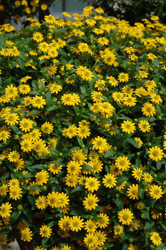 'Sunbini®' Creeping Zinnia - Sanvitalia procumbens from Bloomfield Garden Center