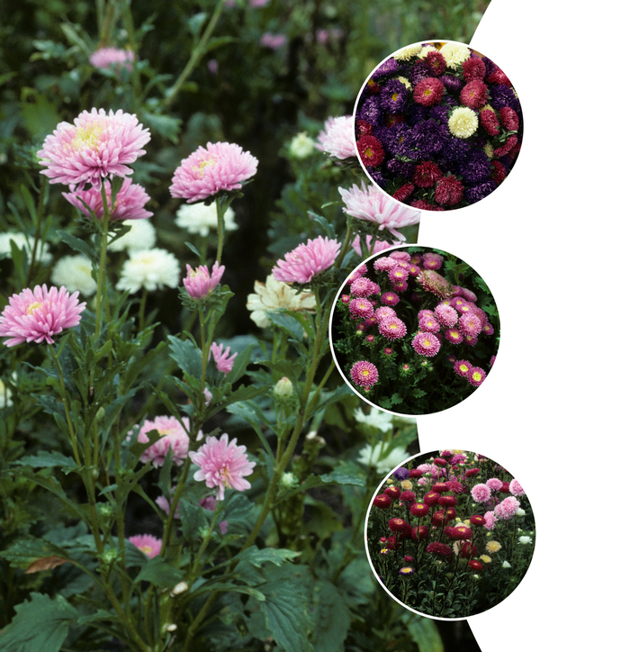 'Multiple Varieties' Chinese Aster - Callistephus from Bloomfield Garden Center