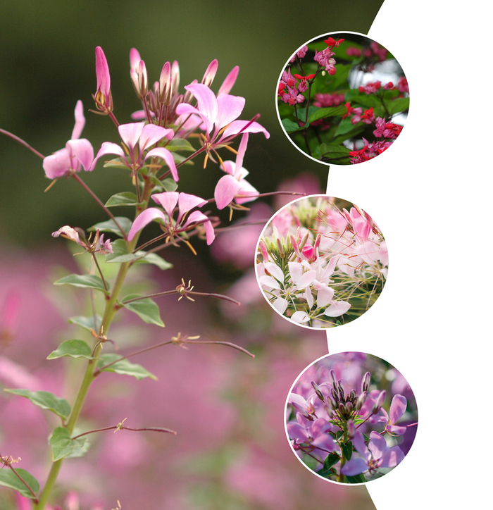 'Multiple Varieties' Spider Flower - Cleome from Bloomfield Garden Center