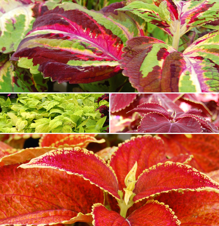 Giant Exhibition™ 'Multiple Varieties' - coleus from Bloomfield Garden Center