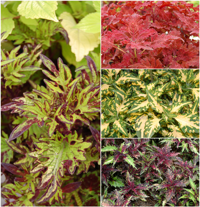 Stained Glassworks™ 'Multiple Varieties' - coleus from Bloomfield Garden Center