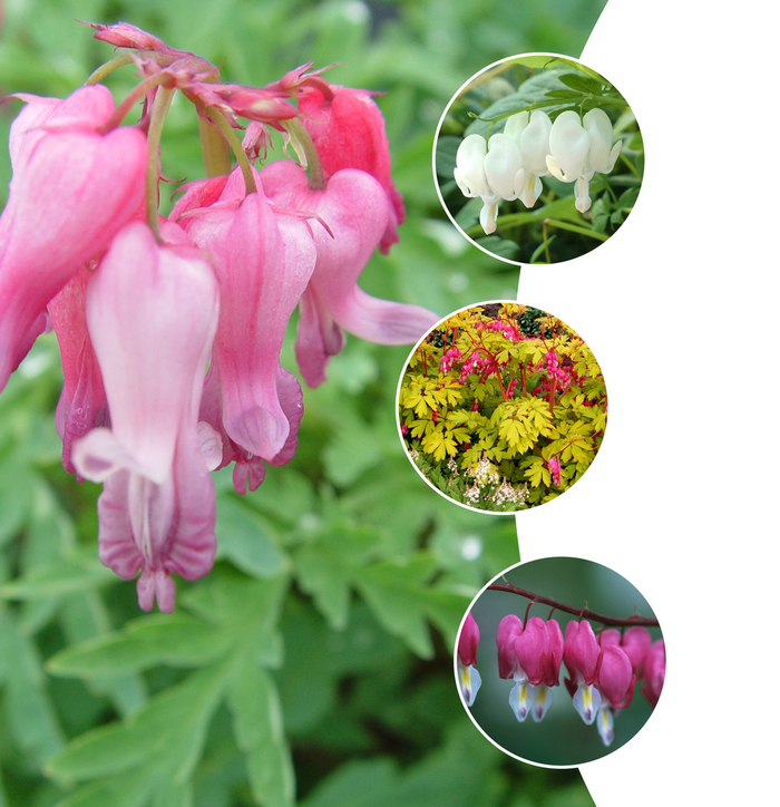 'Multiple Varieties' Bleeding Heart, Assorted - Dicentra from Bloomfield Garden Center