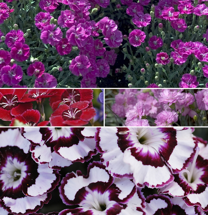 'Multiple Varieties' - Dianthus from Bloomfield Garden Center