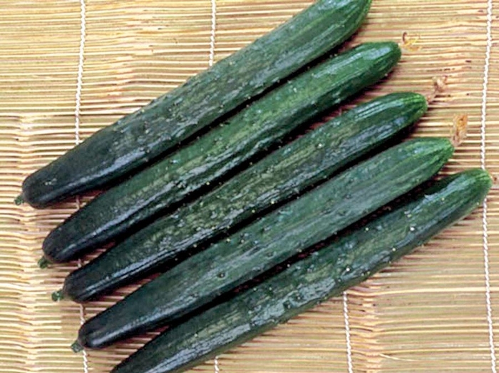 'Tasty Green' Cucumber - Cucumis sativus from Bloomfield Garden Center