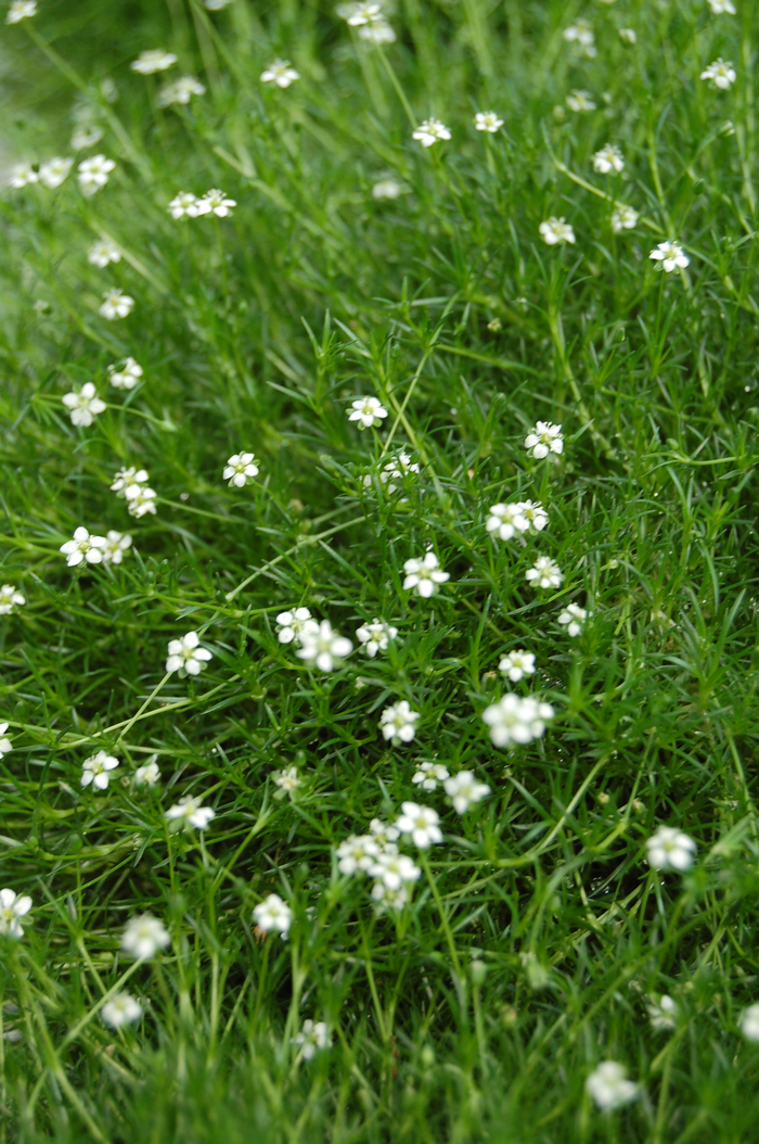 'Green Moss' Pearlwort - Sagina subulata from Bloomfield Garden Center