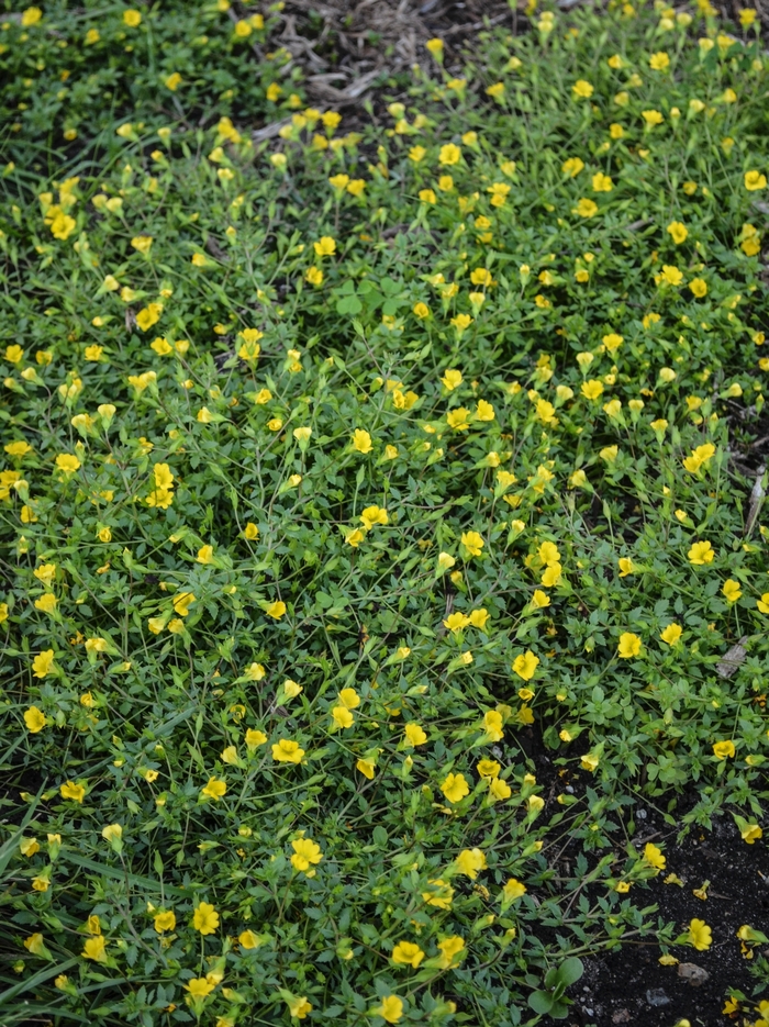 'Magic Carpet™' Baby Jump-up - Mecardonia procumbens from Bloomfield Garden Center