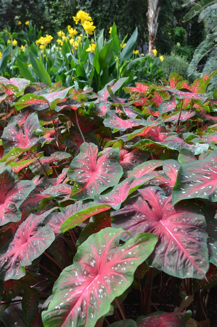 'Red Flash' - Caladium x hortulanum from Bloomfield Garden Center