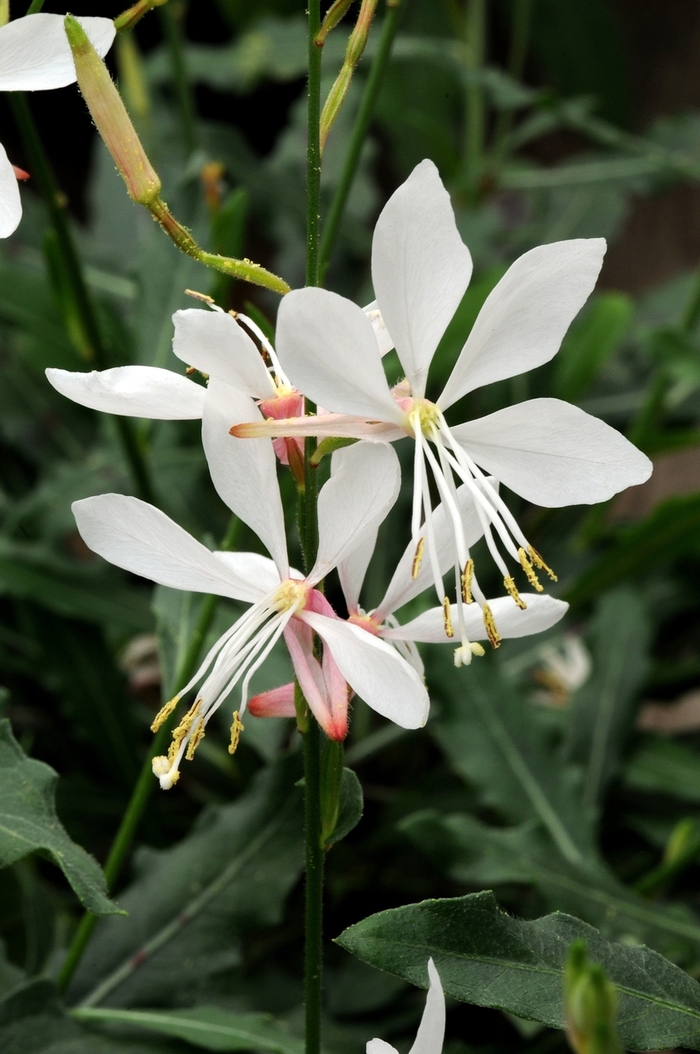 Sparkle White - Gaura from Bloomfield Garden Center