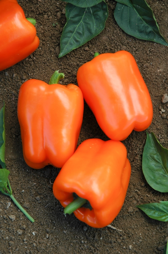 Golden Cal Wonder Orange - Pepper - Bell Sweet from Bloomfield Garden Center