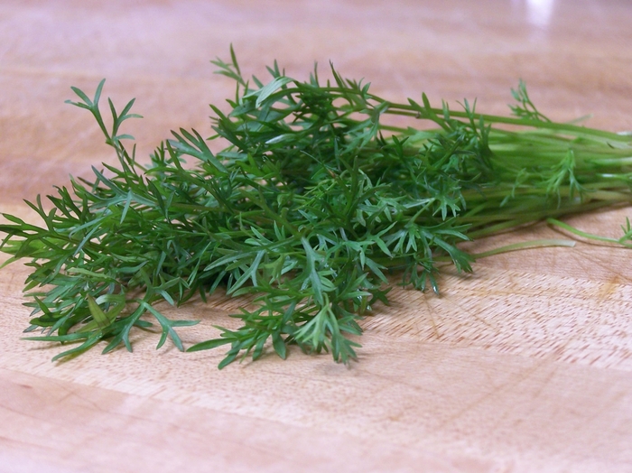 'Delfino' Cilantro - Coriandrum sativum from Bloomfield Garden Center