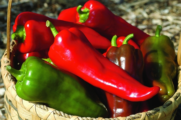 'Carmen' Sweet Pepper - Capsicum annuum from Bloomfield Garden Center