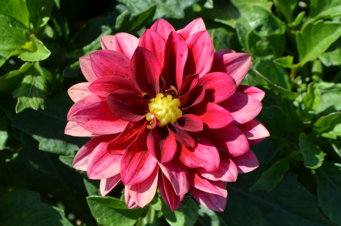 Hypnotica® 'Red Velvet' - Dahlia from Bloomfield Garden Center