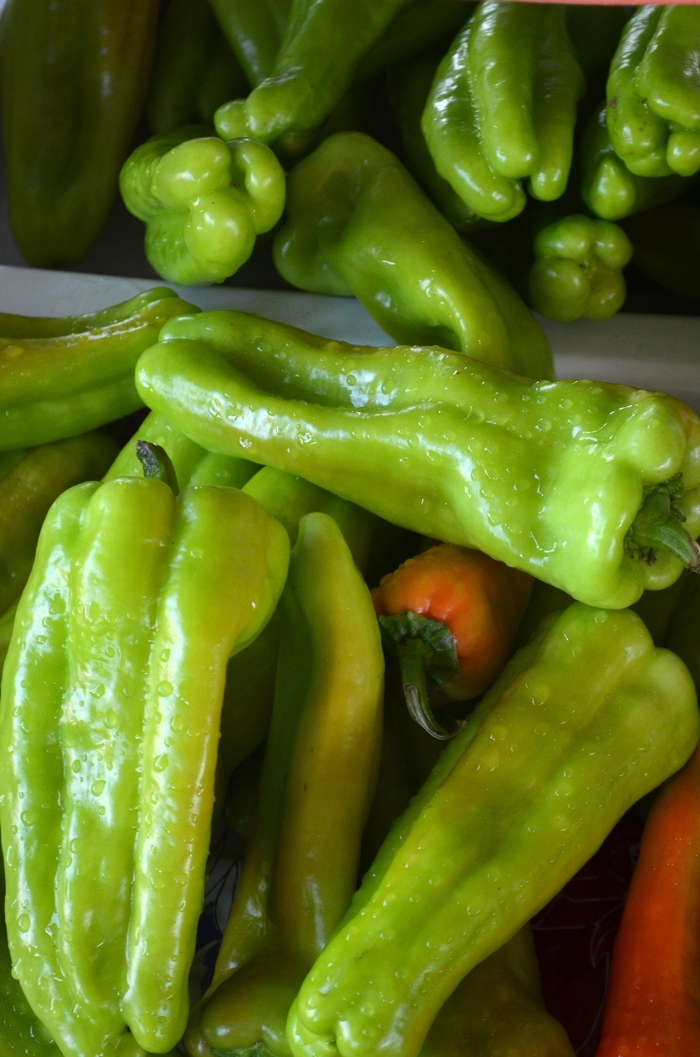 'Cubanelle' Pepper - Capsicum annuum from Bloomfield Garden Center