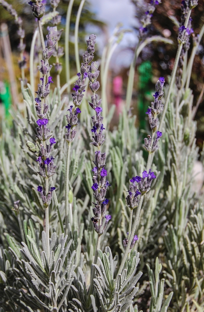 'Goodwin Creek Grey' French Lavender - Lavandula from Bloomfield Garden Center