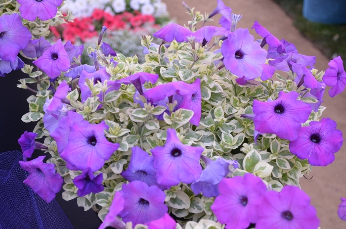 'Glamouflage™ 'Grape'' - Petunia from Bloomfield Garden Center