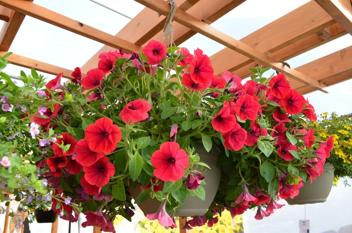 'Hell's® Glow' - Petunia from Bloomfield Garden Center