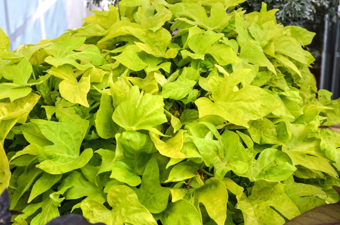 'Bright Ideas Lime' Ornamental Sweet Potato - Ipomoea batatas from Bloomfield Garden Center