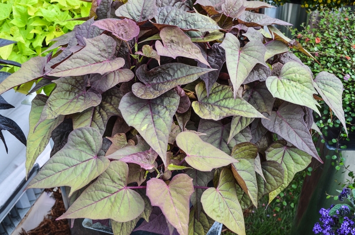 'Bright Ideas Rusty Red' Ornamental Sweet Potato - Ipomoea batatas from Bloomfield Garden Center