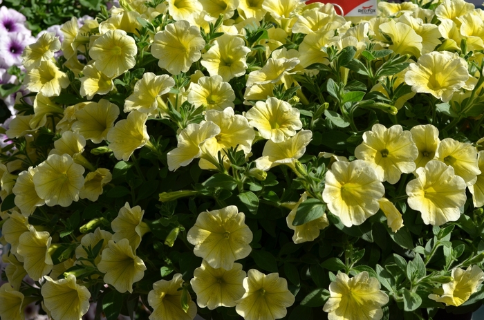 ''Surprise Yellow Twist'' - Petunia from Bloomfield Garden Center