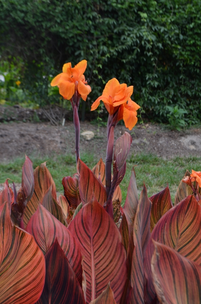 'Phaison' Canna Lily - Canna x generalis from Bloomfield Garden Center