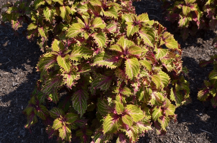 'Peter Wonder' - coleus from Bloomfield Garden Center