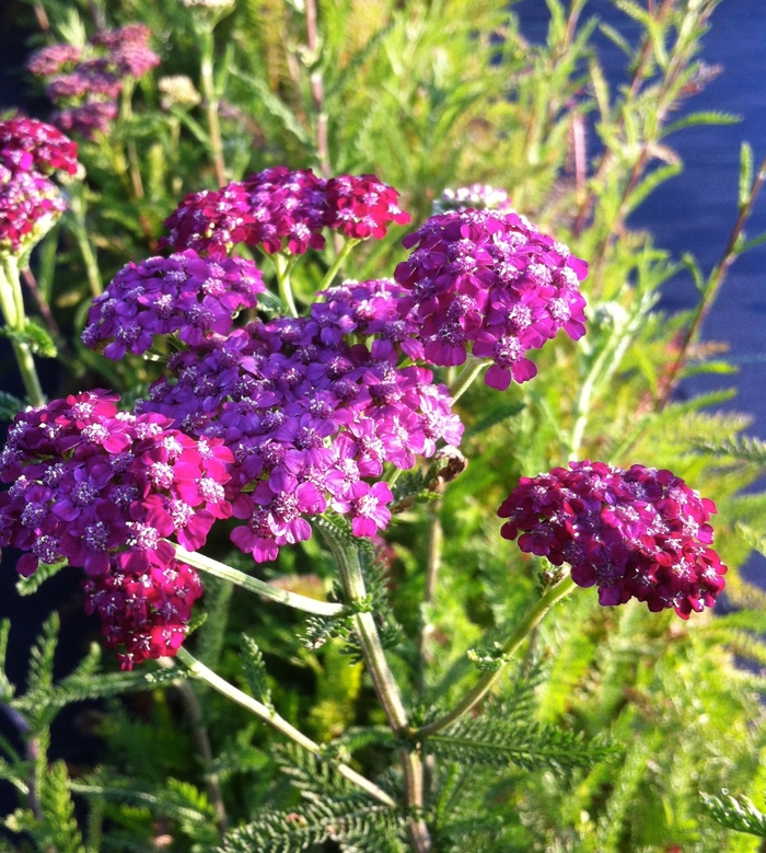 'Cerise Queen (Kirschkonigin)' Yarrow - Achillea millefolium from Bloomfield Garden Center