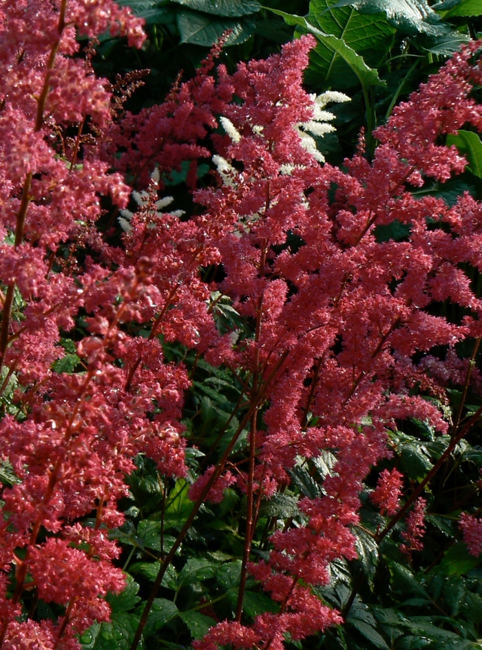 'Fanal' False Spirea - Astilbe x arendsii from Bloomfield Garden Center