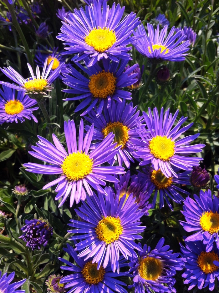 'Dark Beauty' Alpine Aster - Aster alpinus from Bloomfield Garden Center