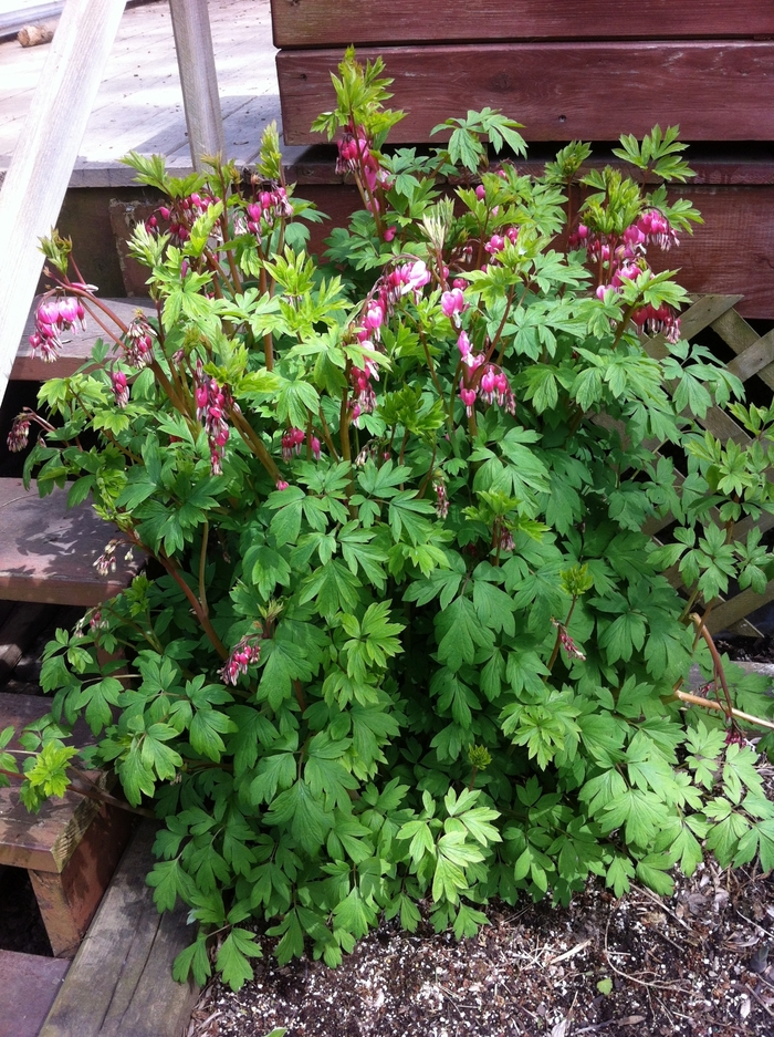 Bleeding Heart - Dicentra spectabilis from Bloomfield Garden Center