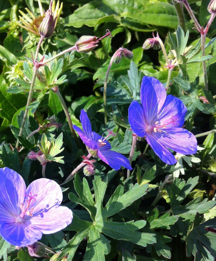 'Johnson's Blue' Cranesbill - Geranium from Bloomfield Garden Center