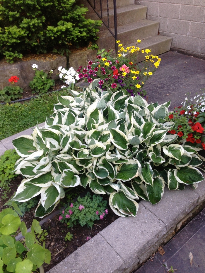 'Patriot' Hosta, Plantain Lily - Hosta from Bloomfield Garden Center