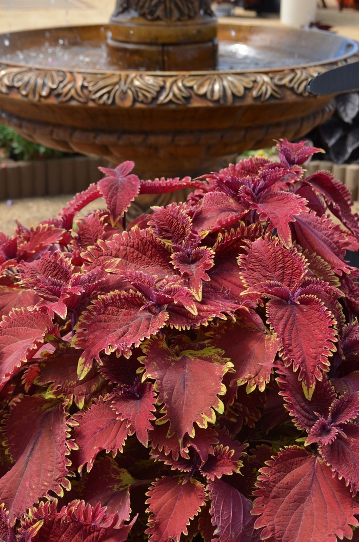 Under The Sea™ 'King Crab' - coleus from Bloomfield Garden Center